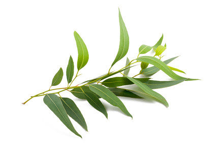 Eucalyptus Radiata EO