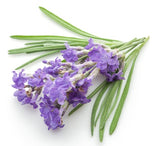 Lavender (Bulgarian) EO