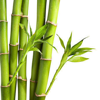 Fresh Bamboo FO