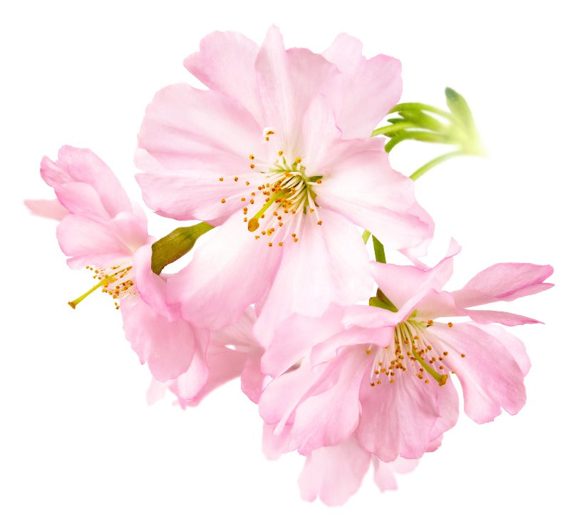 Japanese Cherry Blossom FO